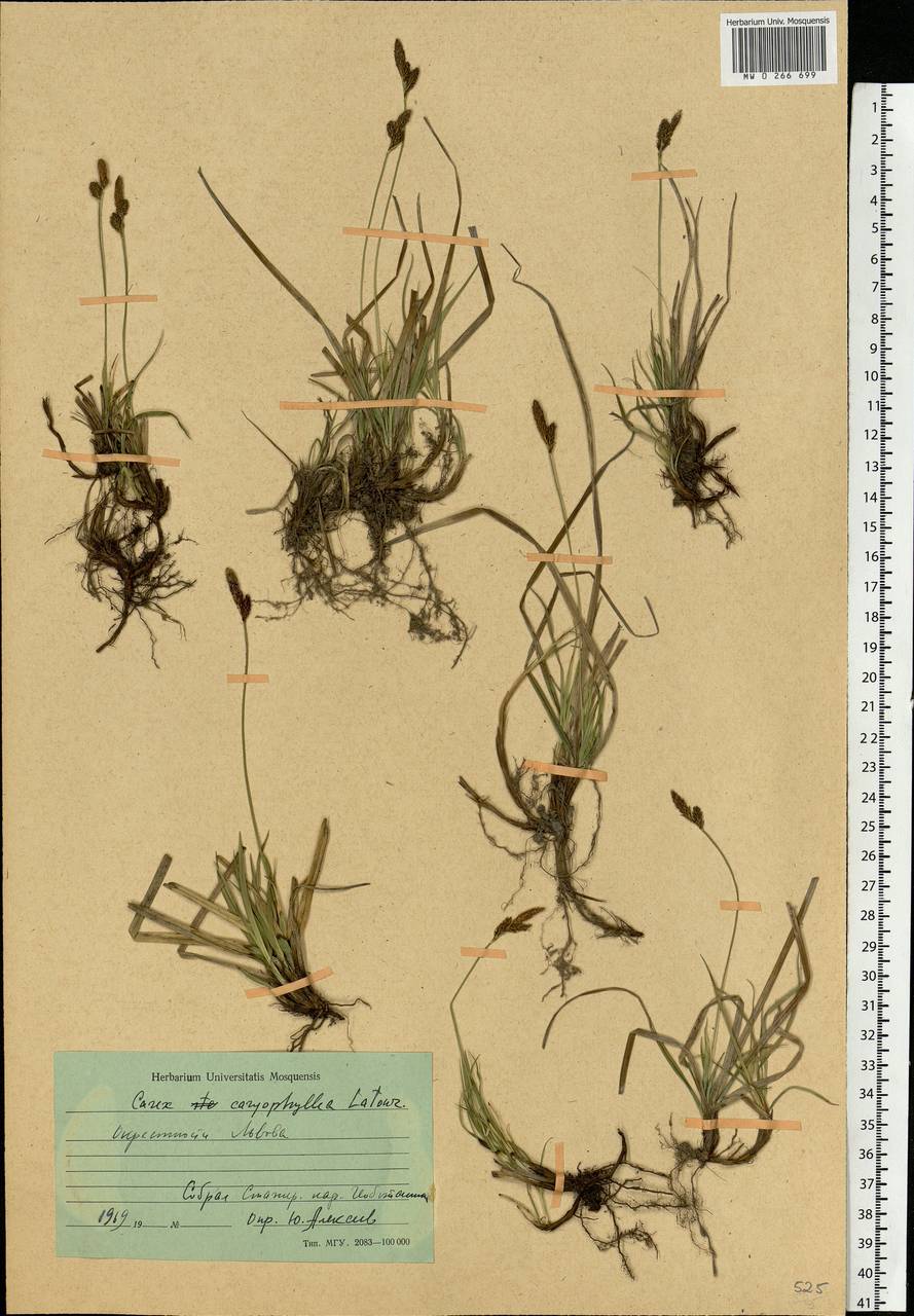 Carex caryophyllea Latourr., Eastern Europe, West Ukrainian region (E13) (Ukraine)