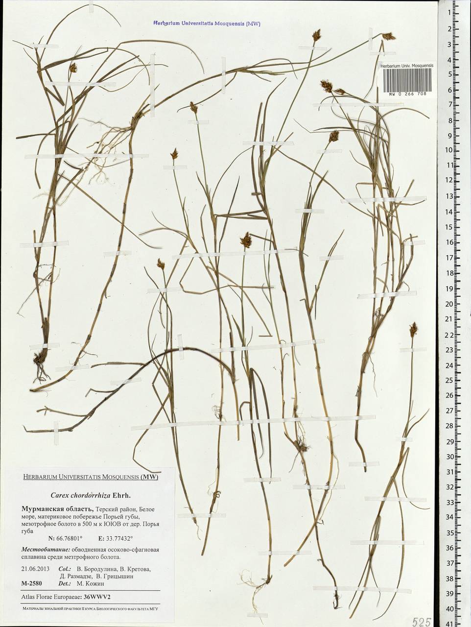 Carex chordorrhiza L.f., Eastern Europe, Northern region (E1) (Russia)