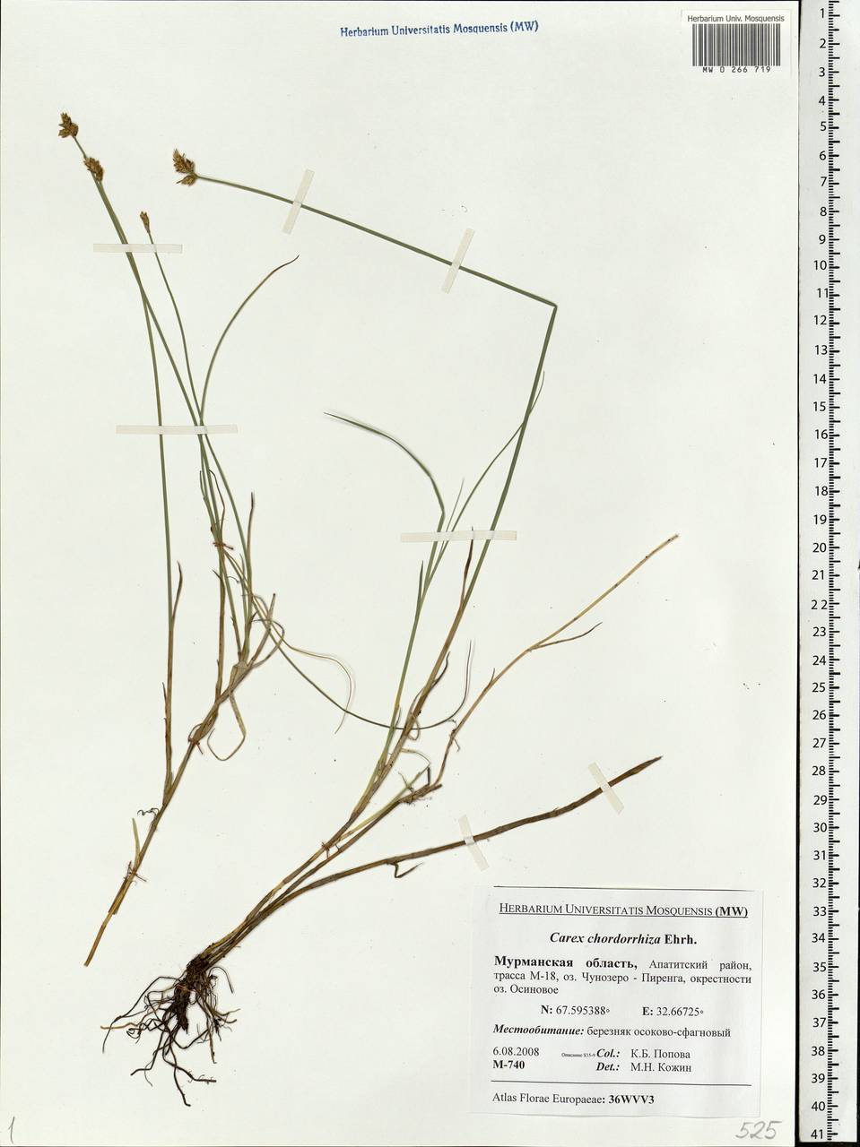 Carex chordorrhiza L.f., Eastern Europe, Northern region (E1) (Russia)