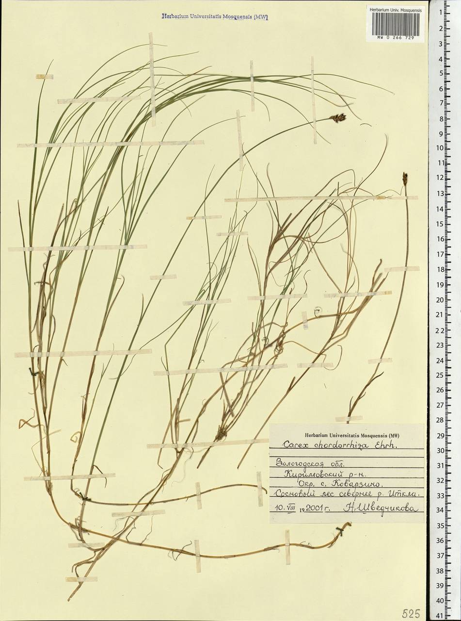 Carex chordorrhiza L.f., Eastern Europe, Northern region (E1) (Russia)