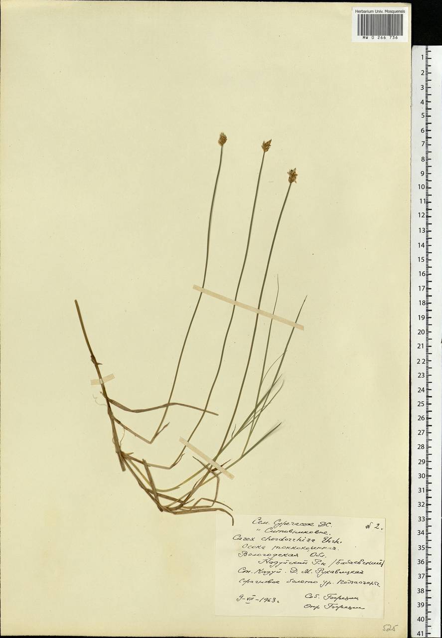 Carex chordorrhiza L.f., Eastern Europe, Northern region (E1) (Russia)