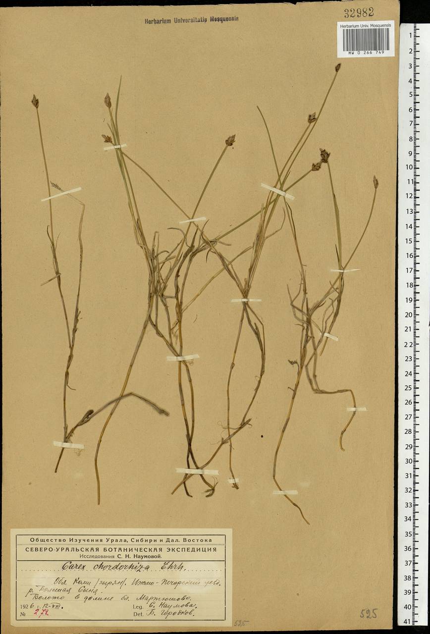 Carex chordorrhiza L.f., Eastern Europe, Northern region (E1) (Russia)