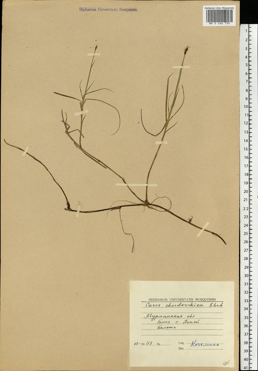 Carex chordorrhiza L.f., Eastern Europe, Northern region (E1) (Russia)