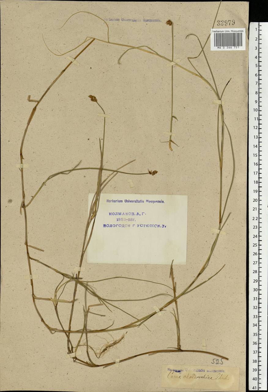 Carex chordorrhiza L.f., Eastern Europe, Northern region (E1) (Russia)