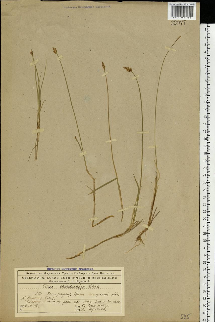 Carex chordorrhiza L.f., Eastern Europe, Northern region (E1) (Russia)