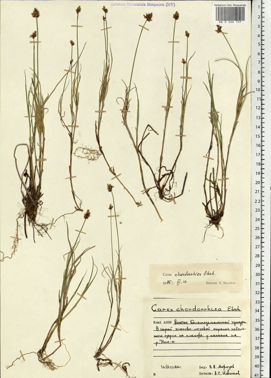 Carex chordorrhiza L.f., Eastern Europe, Northern region (E1) (Russia)