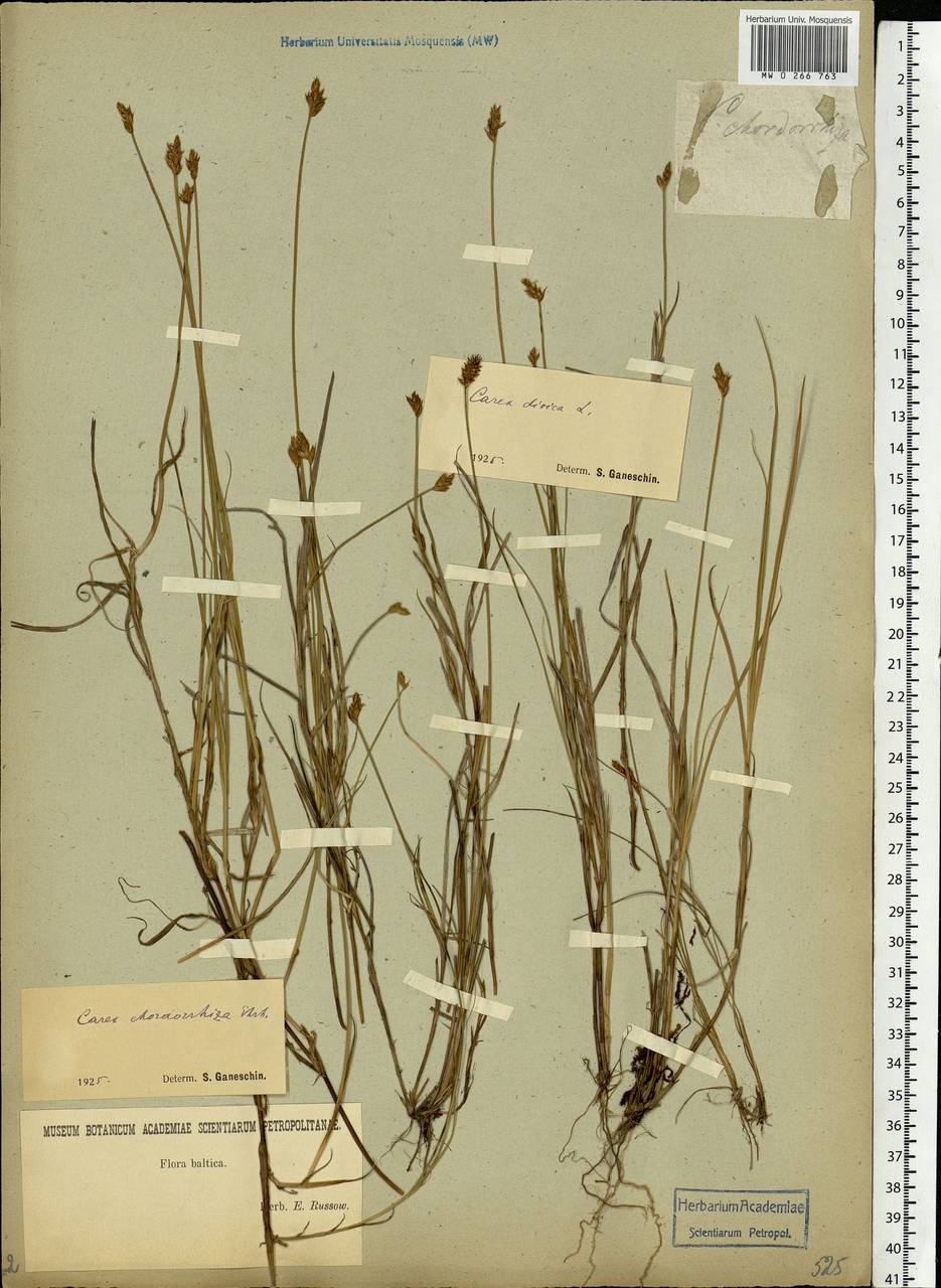Carex chordorrhiza L.f., Eastern Europe, North-Western region (E2) (Russia)