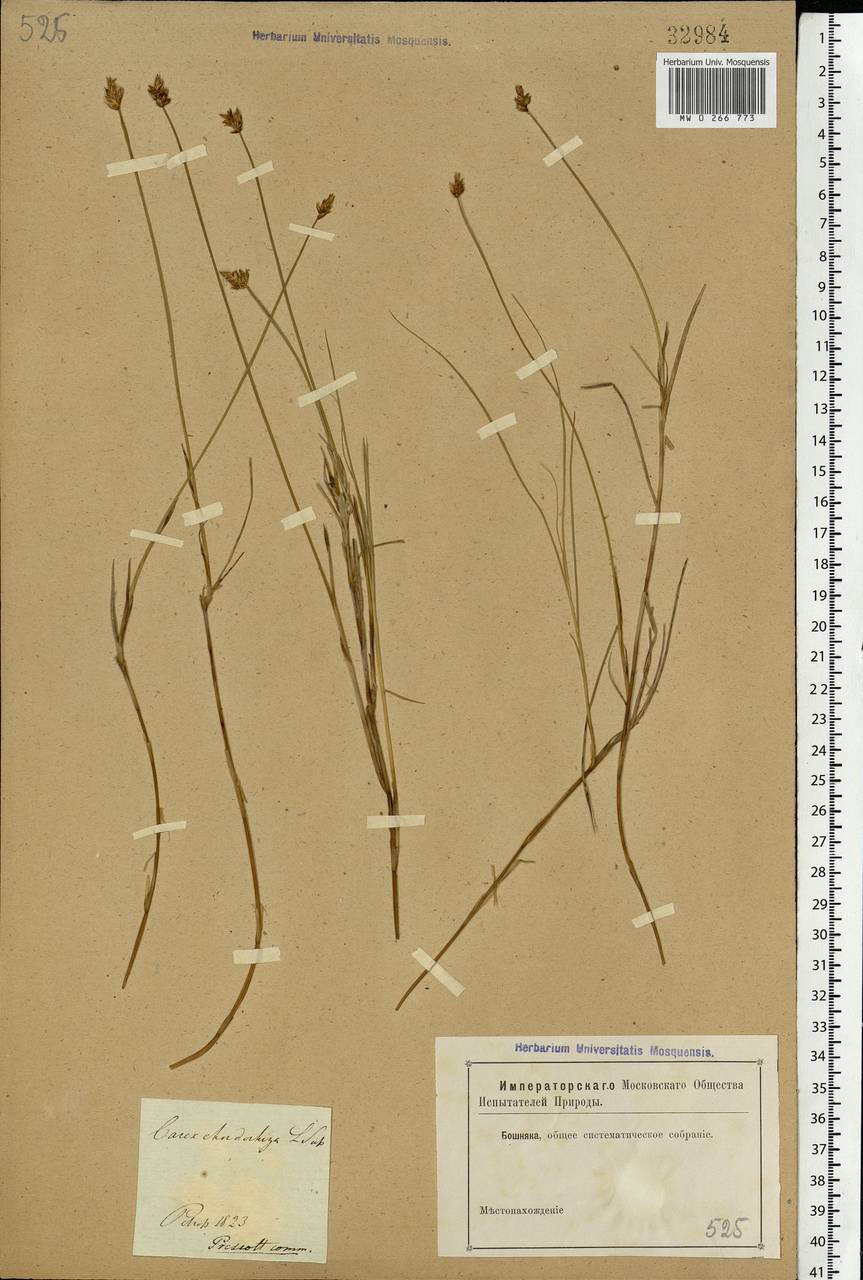 Carex chordorrhiza L.f., Eastern Europe, North-Western region (E2) (Russia)