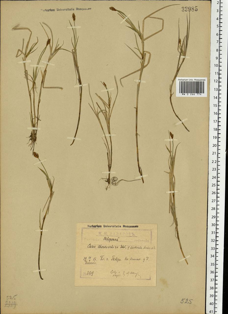 Carex chordorrhiza L.f., Eastern Europe, North-Western region (E2) (Russia)