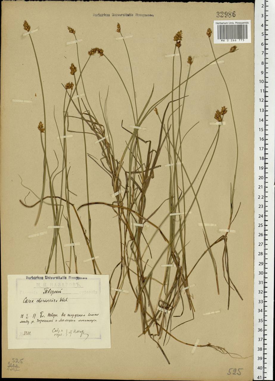 Carex chordorrhiza L.f., Eastern Europe, North-Western region (E2) (Russia)