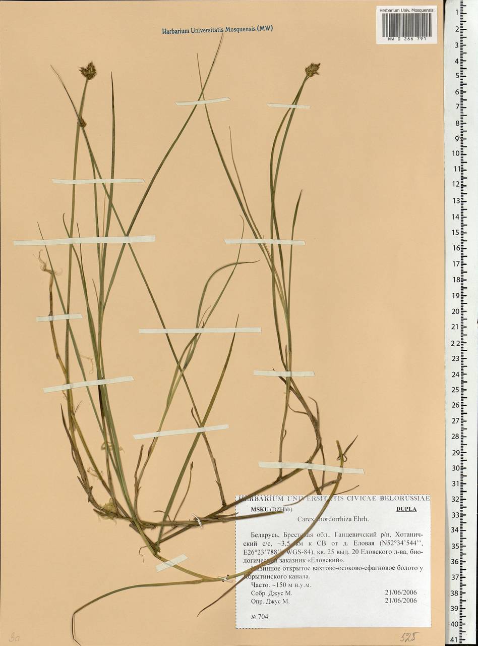 Carex chordorrhiza L.f., Eastern Europe, Belarus (E3a) (Belarus)