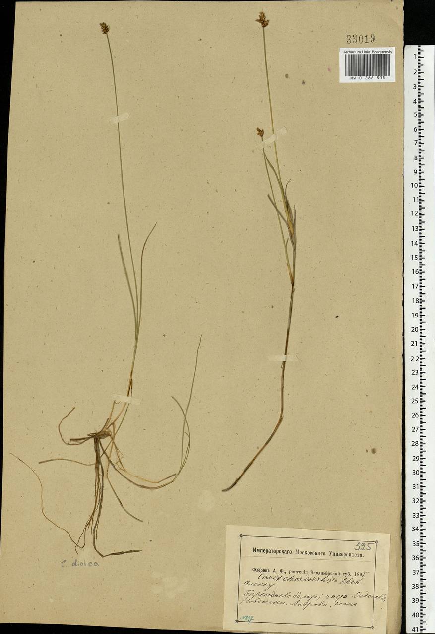 Carex chordorrhiza L.f., Eastern Europe, Central region (E4) (Russia)