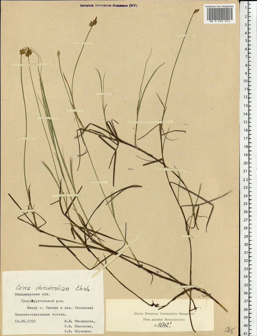 Carex chordorrhiza L.f., Eastern Europe, Central region (E4) (Russia)