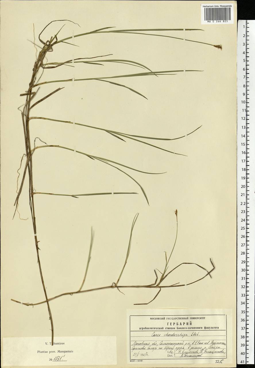 Carex chordorrhiza L.f., Eastern Europe, Moscow region (E4a) (Russia)