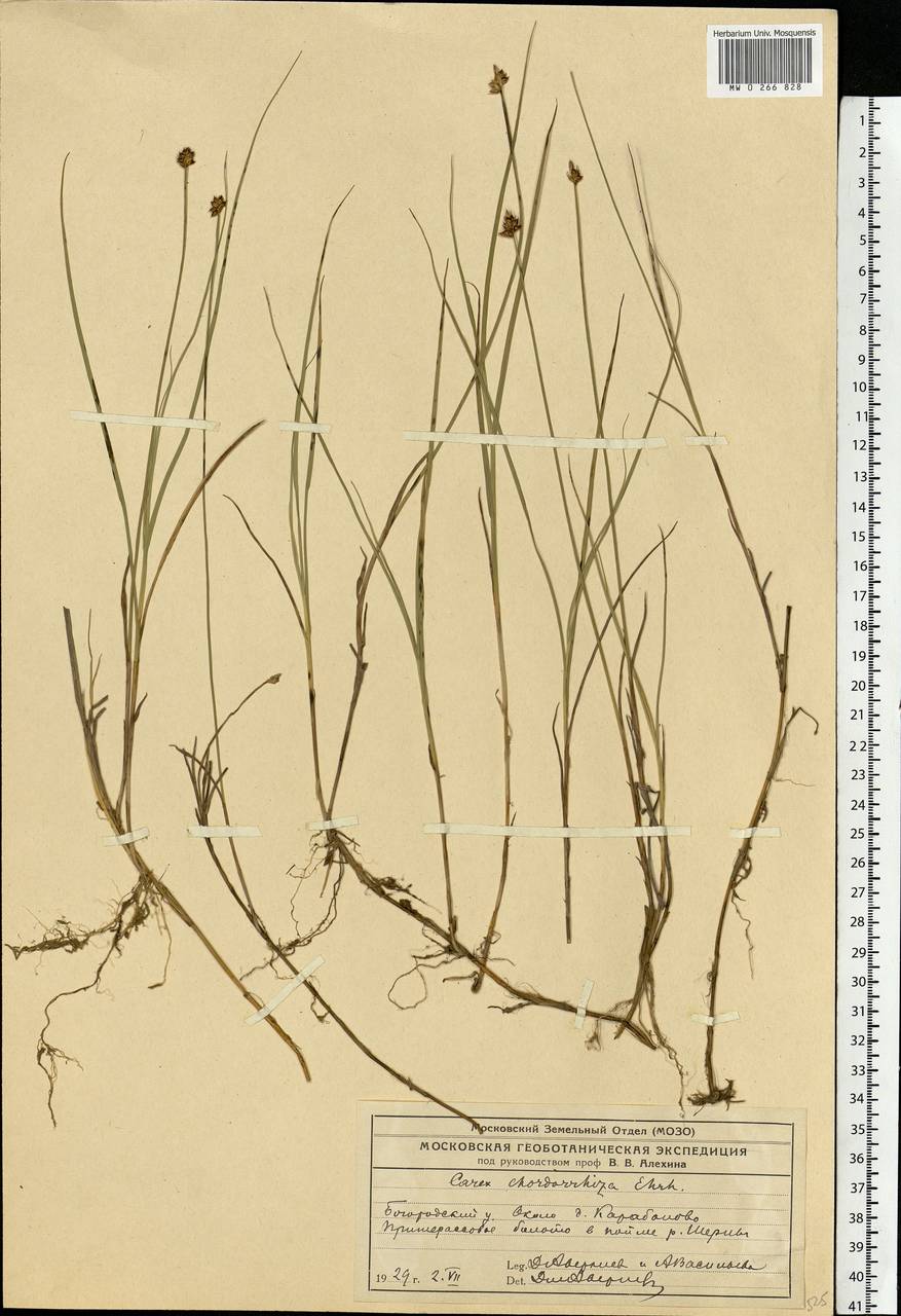 Carex chordorrhiza L.f., Eastern Europe, Moscow region (E4a) (Russia)