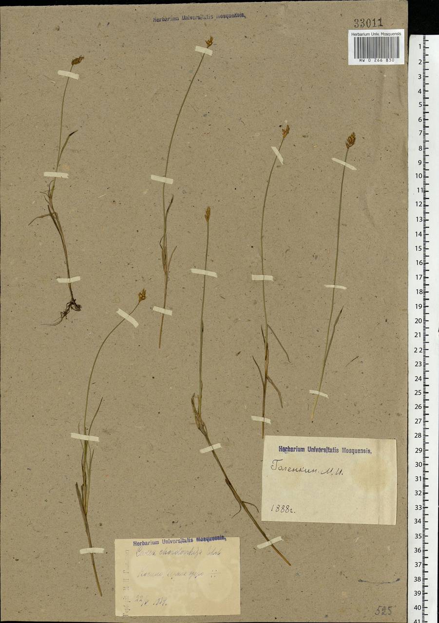 Carex chordorrhiza L.f., Eastern Europe, Moscow region (E4a) (Russia)