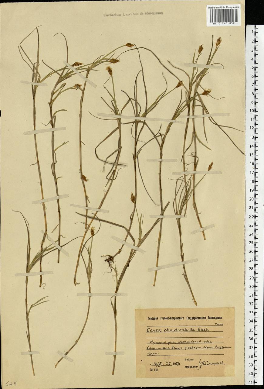 Carex chordorrhiza L.f., Eastern Europe, Moscow region (E4a) (Russia)