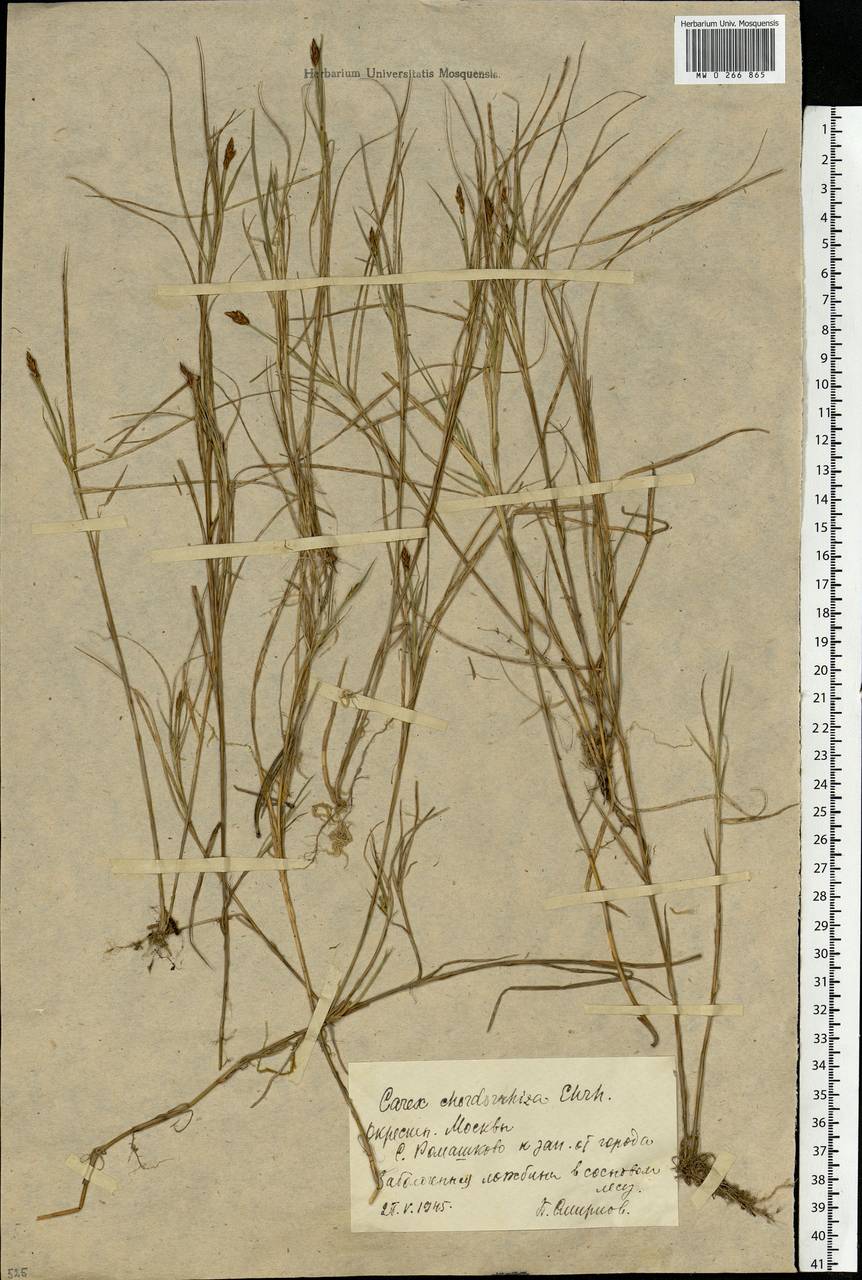 Carex chordorrhiza L.f., Eastern Europe, Moscow region (E4a) (Russia)