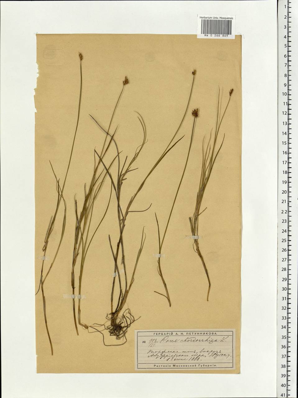 Carex chordorrhiza L.f., Eastern Europe, Moscow region (E4a) (Russia)