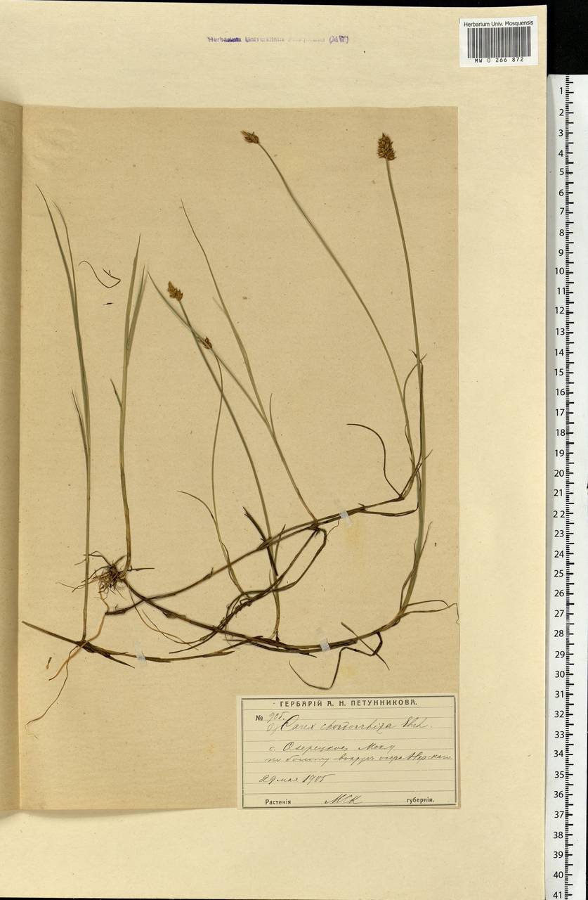 Carex chordorrhiza L.f., Eastern Europe, Moscow region (E4a) (Russia)