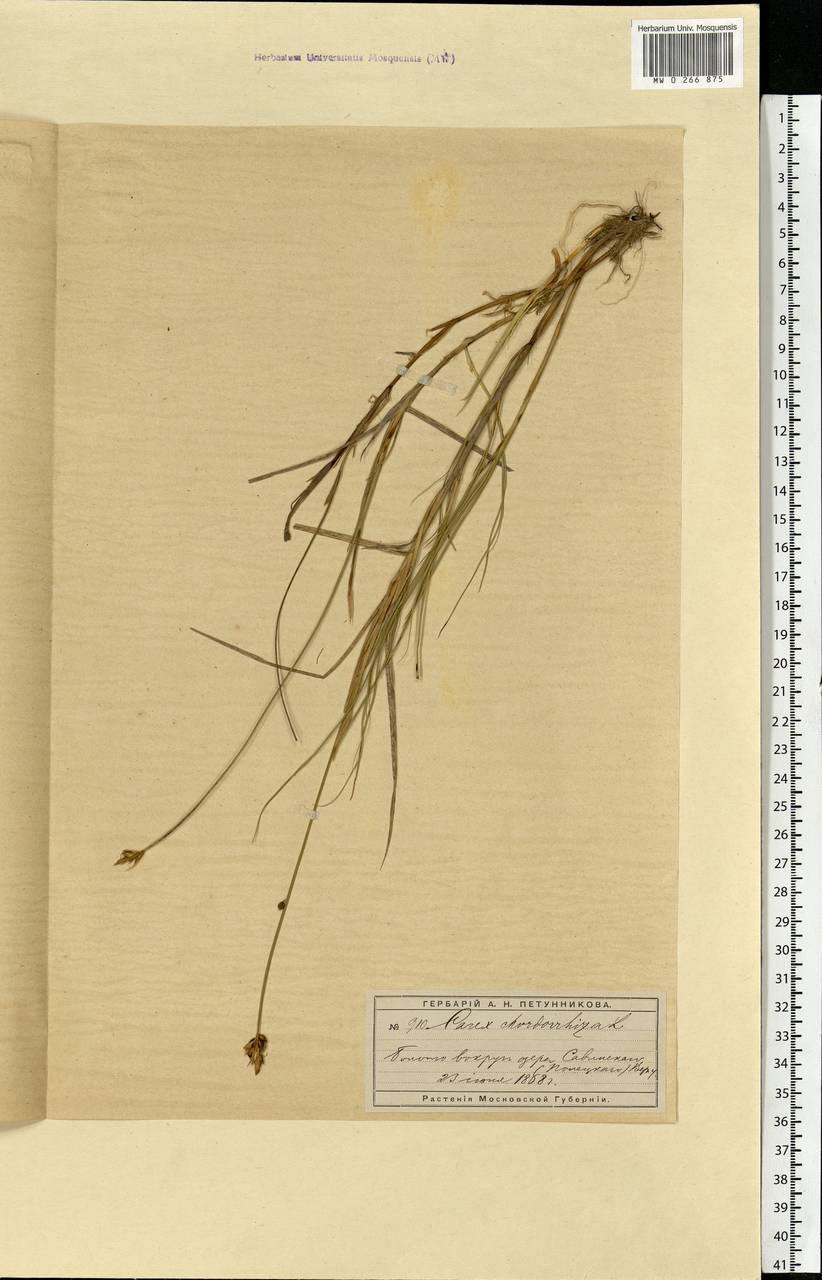 Carex chordorrhiza L.f., Eastern Europe, Moscow region (E4a) (Russia)