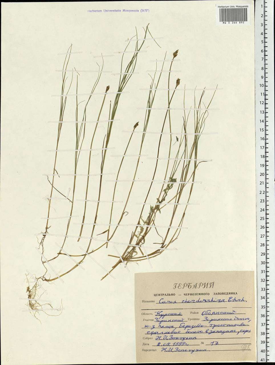 Carex chordorrhiza L.f., Eastern Europe, Central forest-and-steppe region (E6) (Russia)