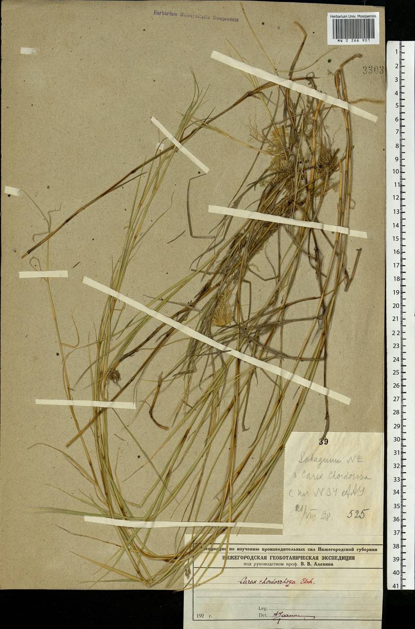 Carex chordorrhiza L.f., Eastern Europe, Volga-Kama region (E7) (Russia)