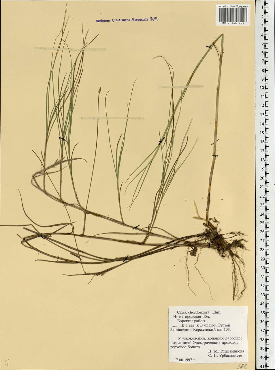 Carex chordorrhiza L.f., Eastern Europe, Volga-Kama region (E7) (Russia)