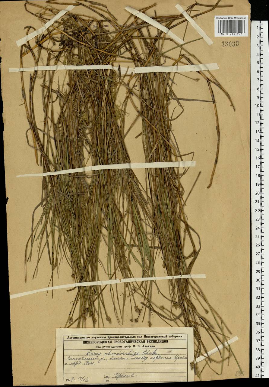 Carex chordorrhiza L.f., Eastern Europe, Volga-Kama region (E7) (Russia)