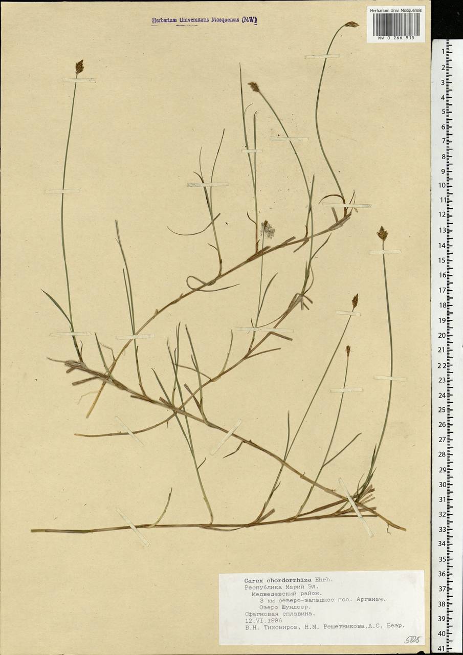 Carex chordorrhiza L.f., Eastern Europe, Middle Volga region (E8) (Russia)