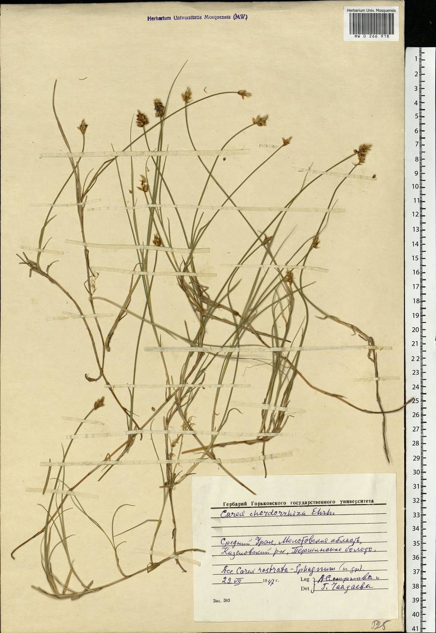 Carex chordorrhiza L.f., Eastern Europe, Eastern region (E10) (Russia)
