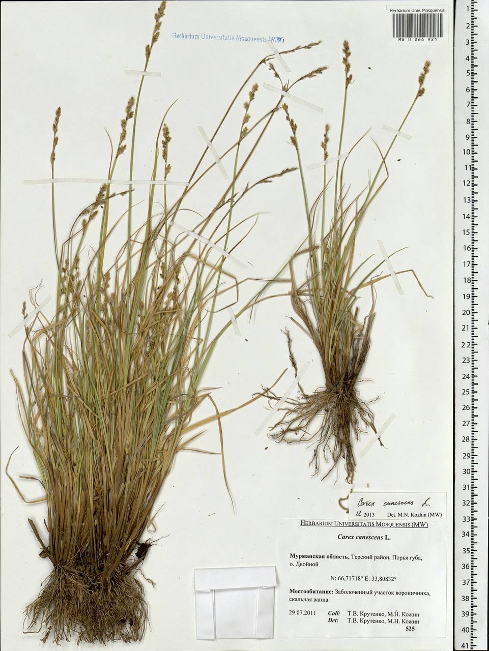 Carex canescens subsp. canescens, Eastern Europe, Northern region (E1) (Russia)