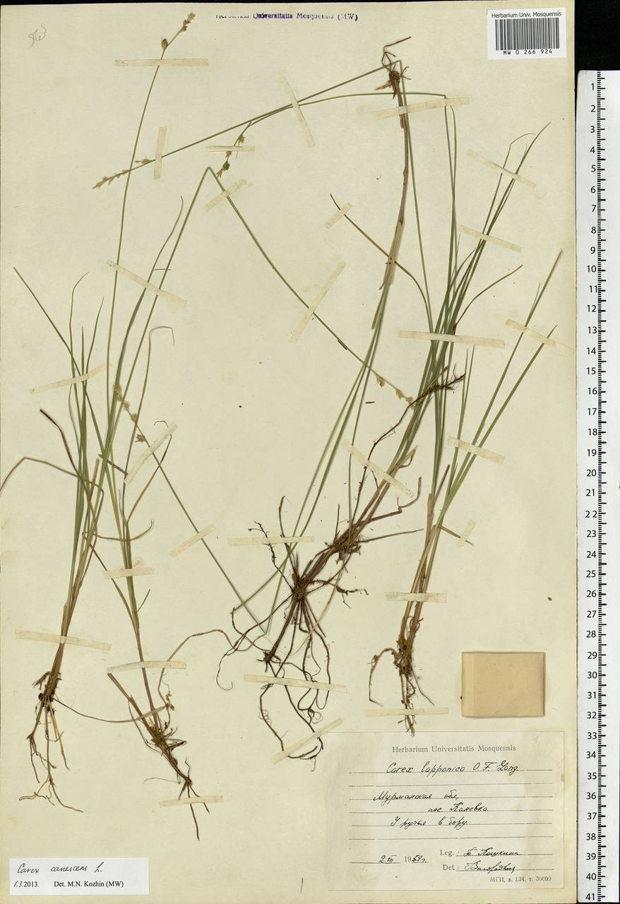 Carex canescens subsp. canescens, Eastern Europe, Northern region (E1) (Russia)