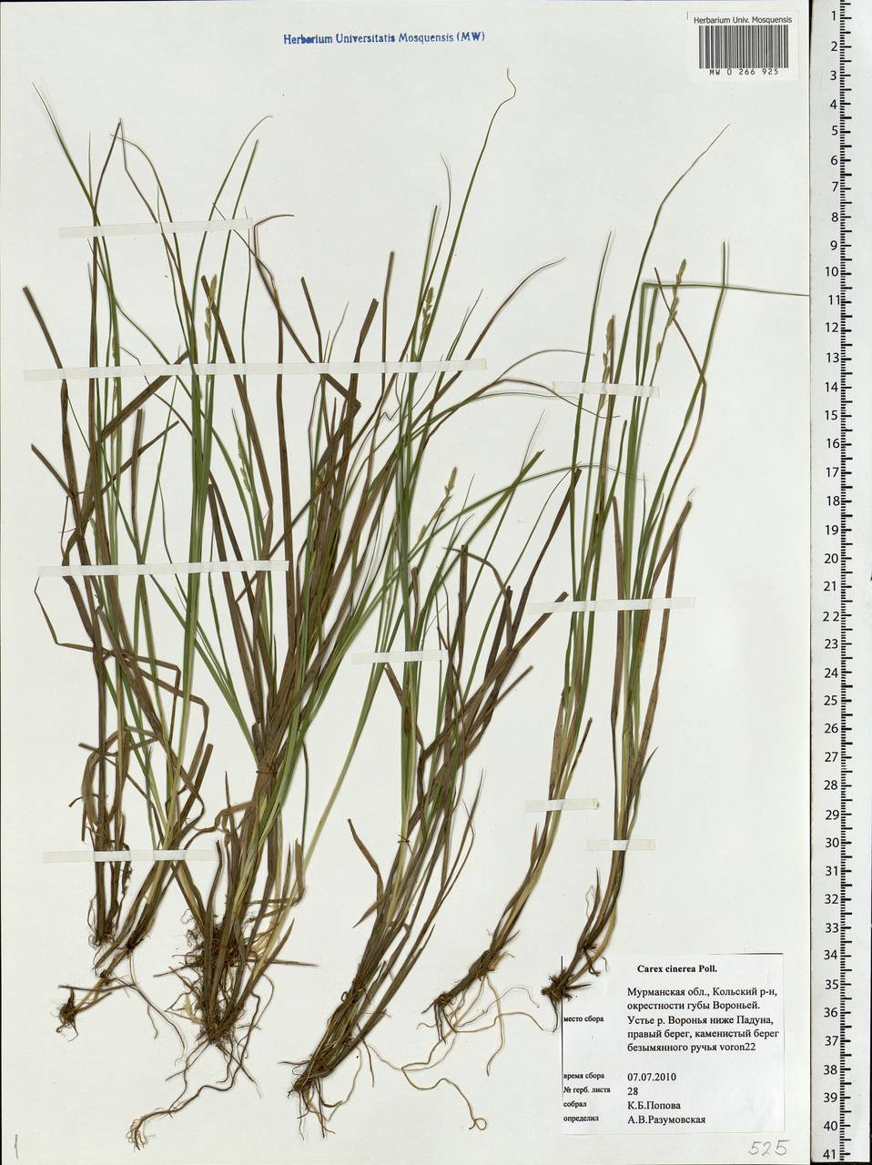 Carex canescens subsp. canescens, Eastern Europe, Northern region (E1) (Russia)