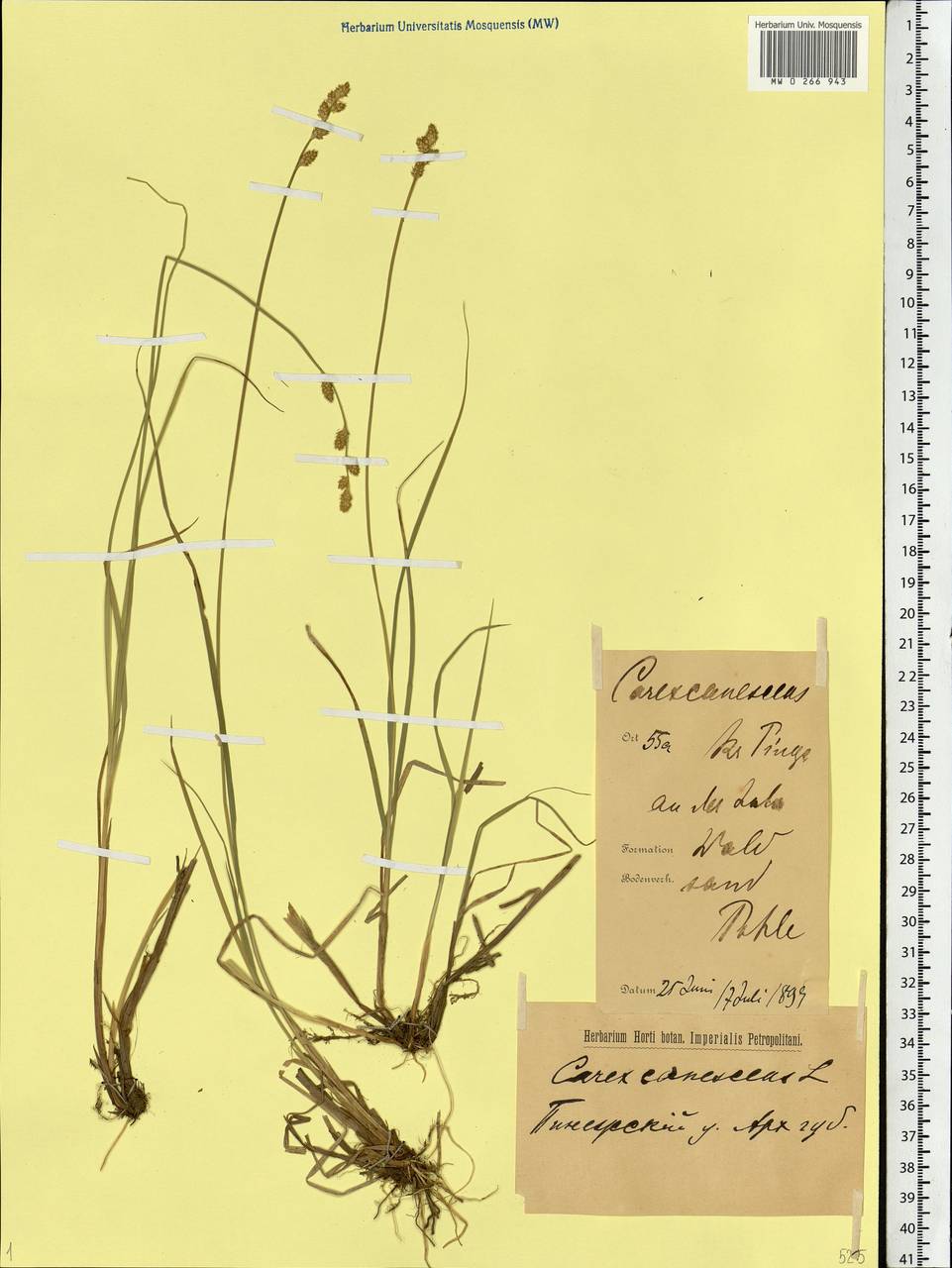 Carex canescens subsp. canescens, Eastern Europe, Northern region (E1) (Russia)