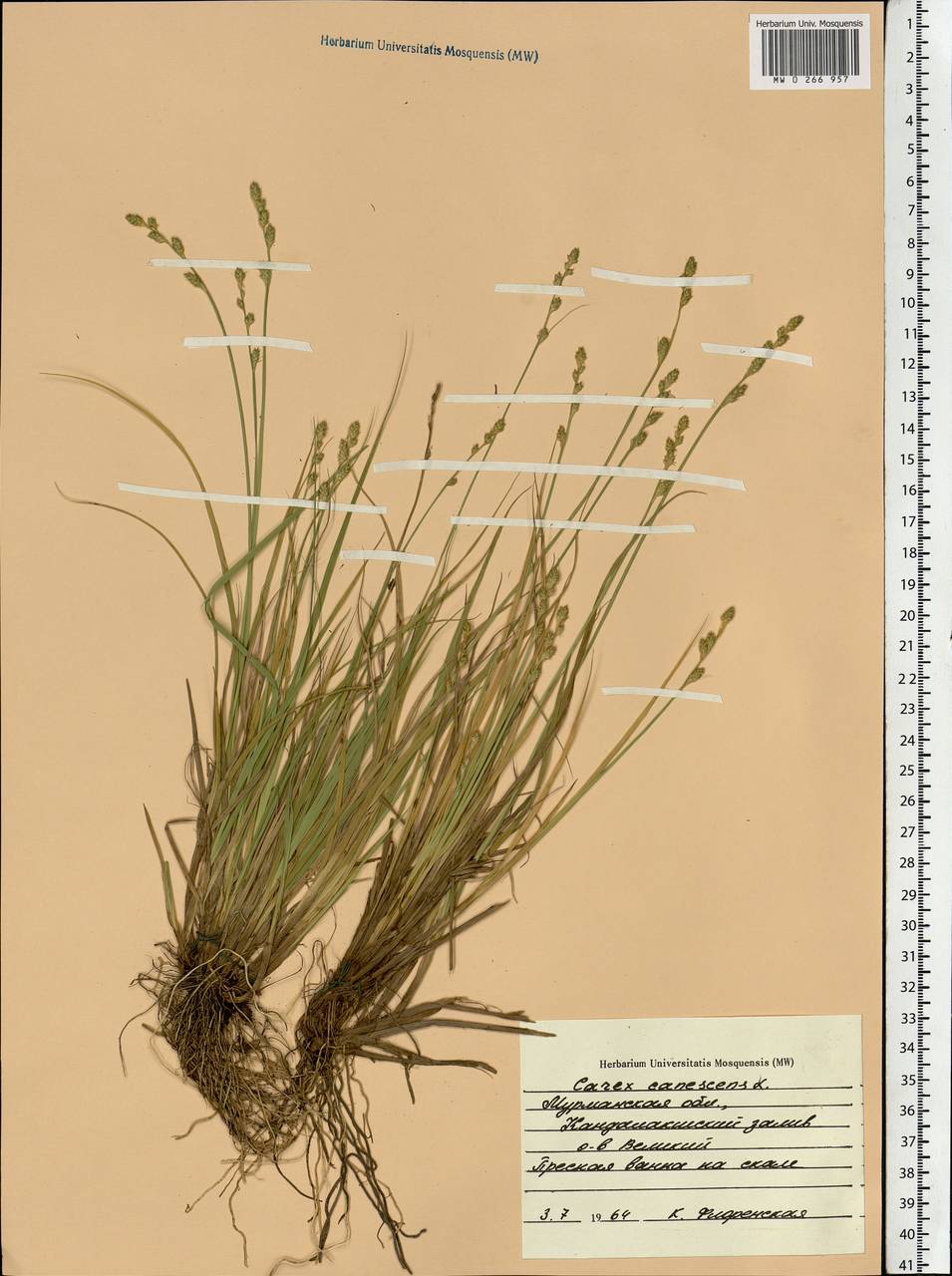 Carex canescens subsp. canescens, Eastern Europe, Northern region (E1) (Russia)