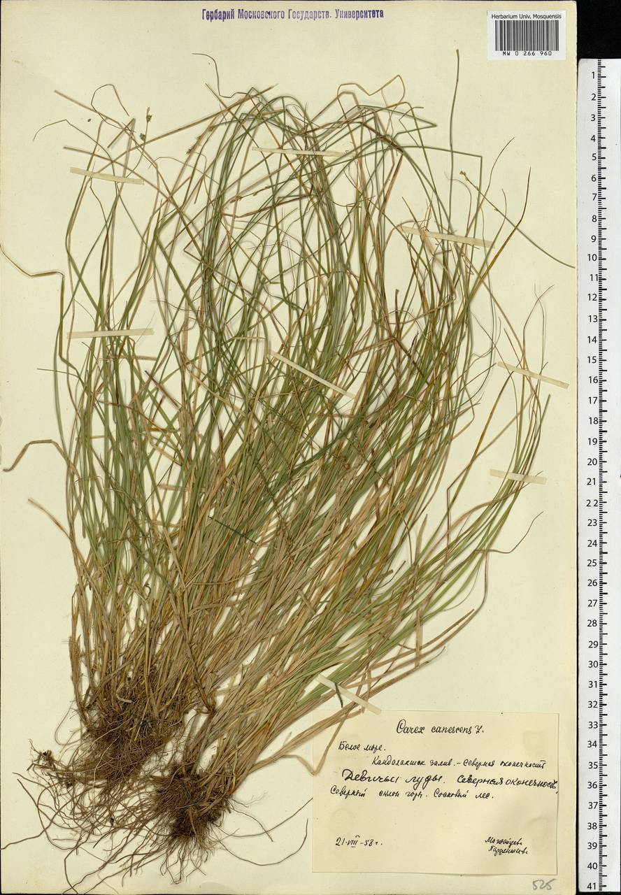 Carex canescens subsp. canescens, Eastern Europe, Northern region (E1) (Russia)