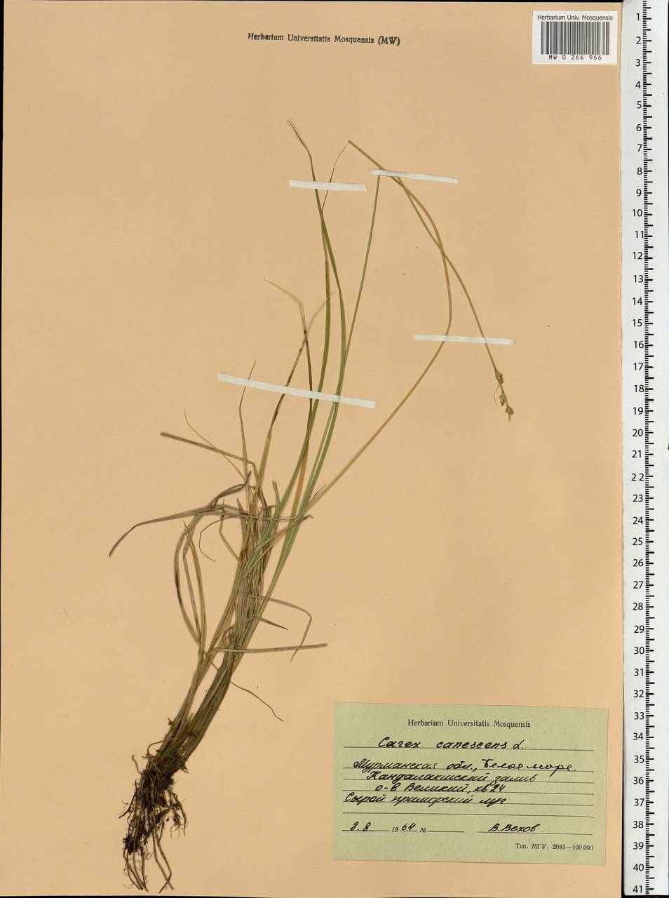 Carex canescens subsp. canescens, Eastern Europe, Northern region (E1) (Russia)