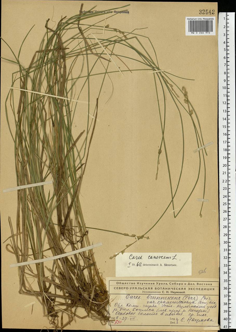 Carex canescens subsp. canescens, Eastern Europe, Northern region (E1) (Russia)
