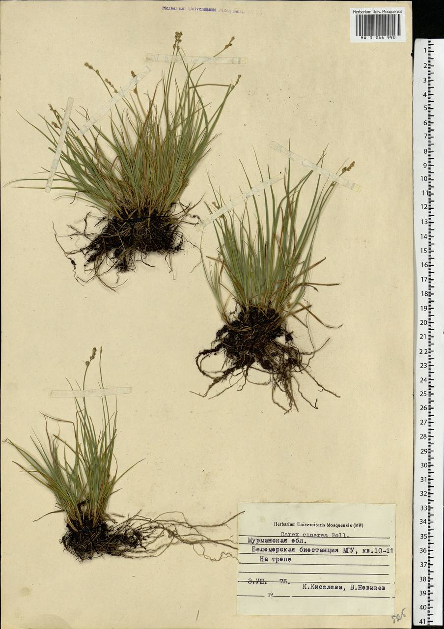 Carex canescens subsp. canescens, Eastern Europe, Northern region (E1) (Russia)