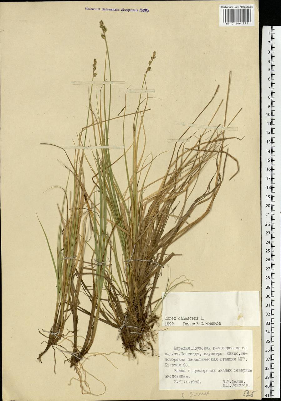 Carex canescens subsp. canescens, Eastern Europe, Northern region (E1) (Russia)