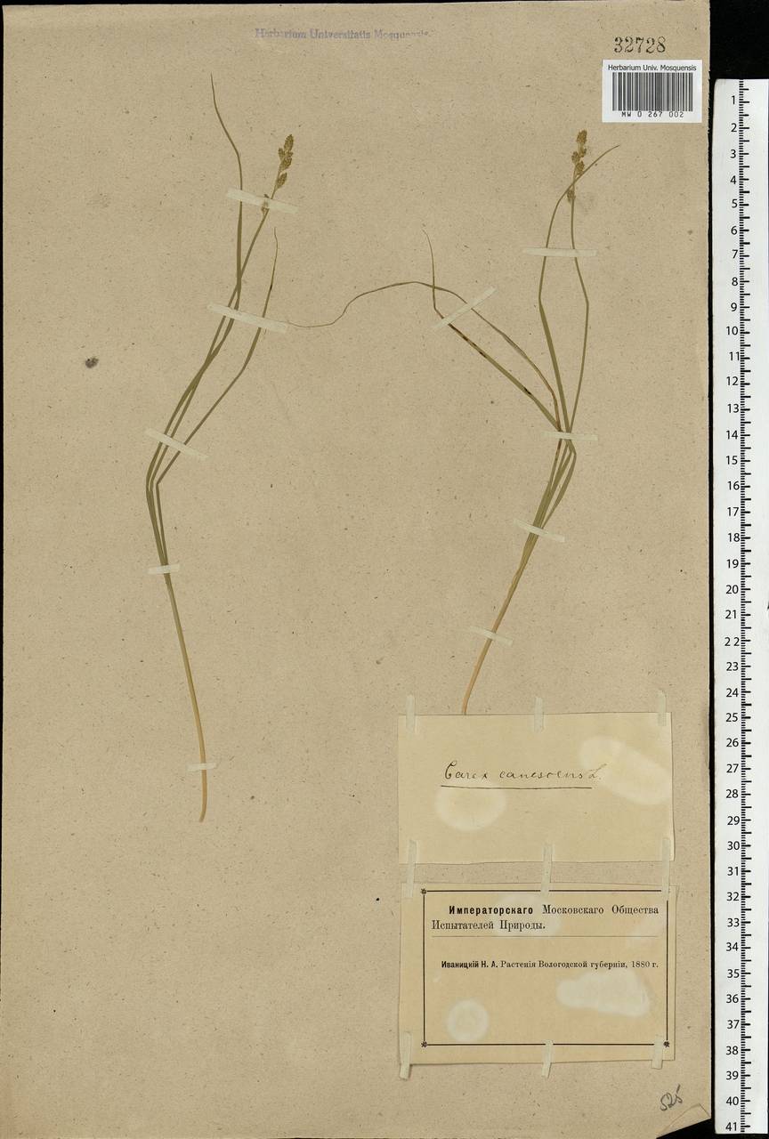 Carex canescens subsp. canescens, Eastern Europe, Northern region (E1) (Russia)