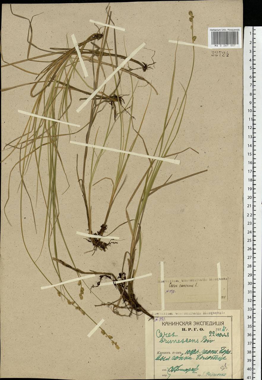 Carex canescens subsp. canescens, Eastern Europe, Northern region (E1) (Russia)