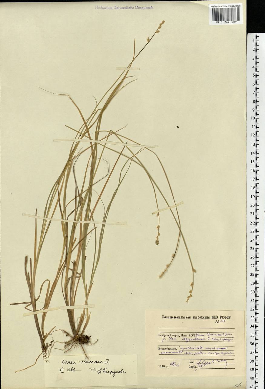 Carex canescens subsp. canescens, Eastern Europe, Northern region (E1) (Russia)