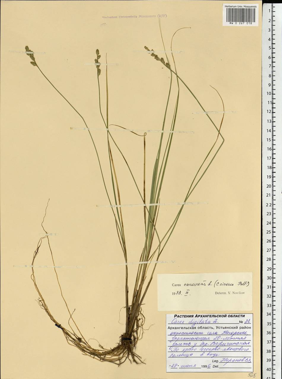Carex canescens subsp. canescens, Eastern Europe, Northern region (E1) (Russia)