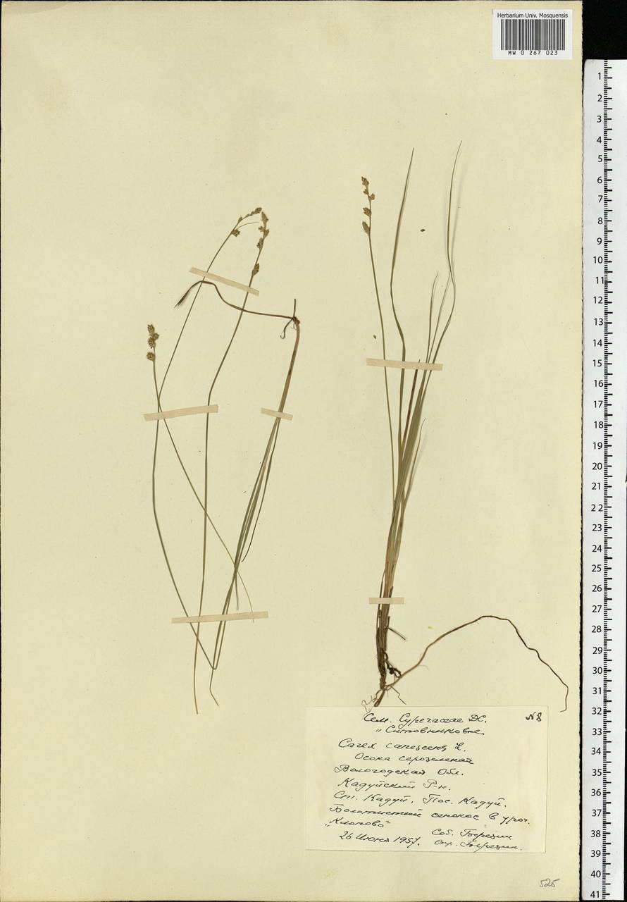 Carex canescens subsp. canescens, Eastern Europe, Northern region (E1) (Russia)