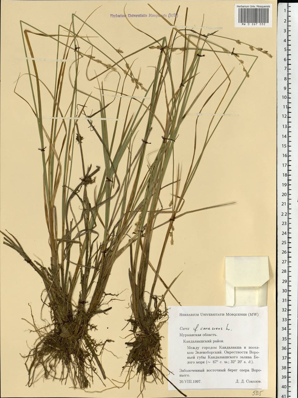 Carex canescens subsp. canescens, Eastern Europe, Northern region (E1) (Russia)