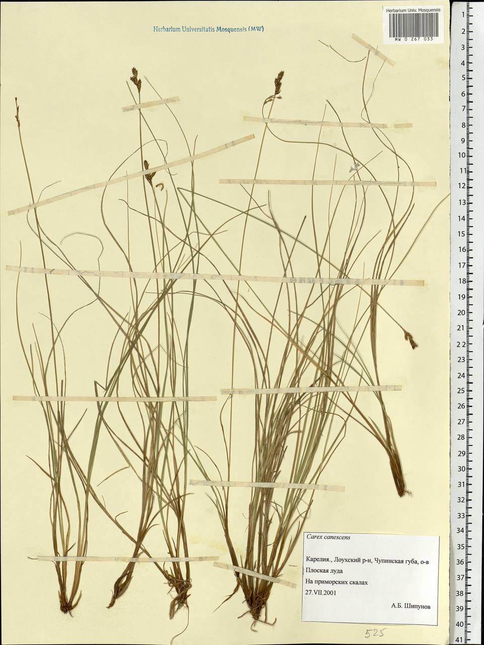 Carex canescens subsp. canescens, Eastern Europe, Northern region (E1) (Russia)