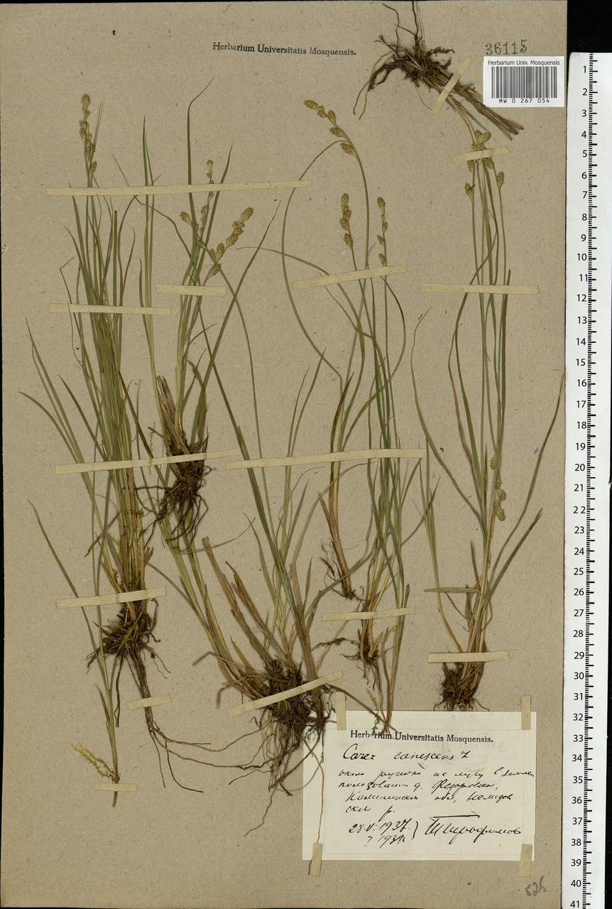 Carex canescens subsp. canescens, Eastern Europe, North-Western region (E2) (Russia)