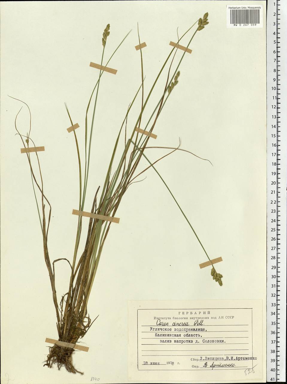 Carex canescens subsp. canescens, Eastern Europe, North-Western region (E2) (Russia)